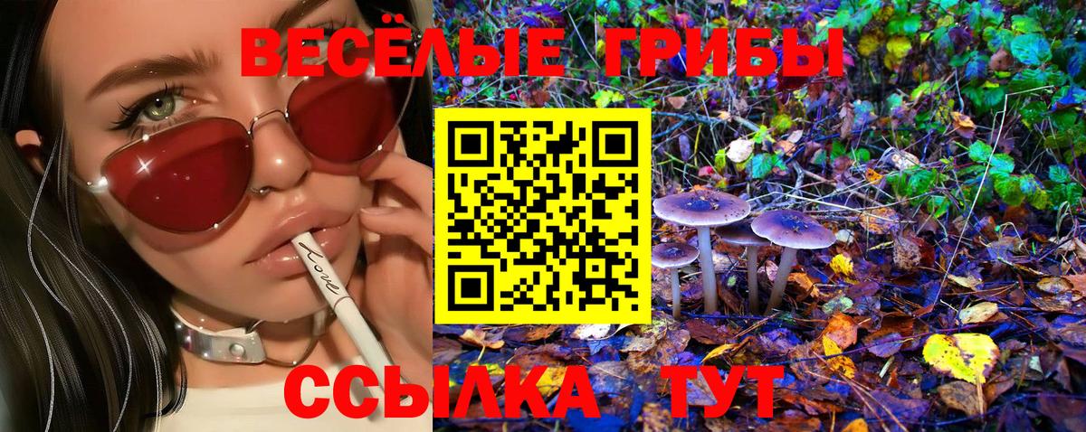 Псилоцибиновые грибы Psilocybe Омск
